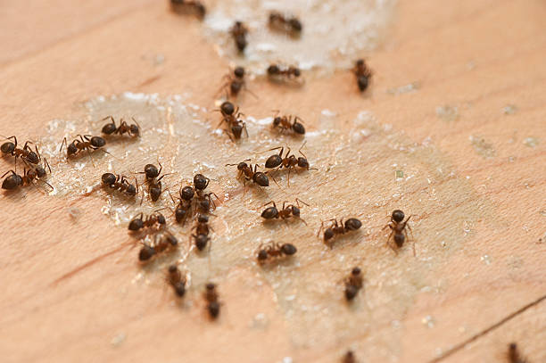 Best Local Pest Control Services  in Terrell, TX